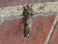 Black-Blotched Schizura Moth